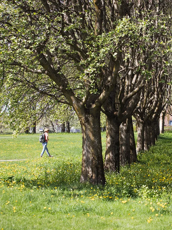 A row of tall trees on a vast green lawn